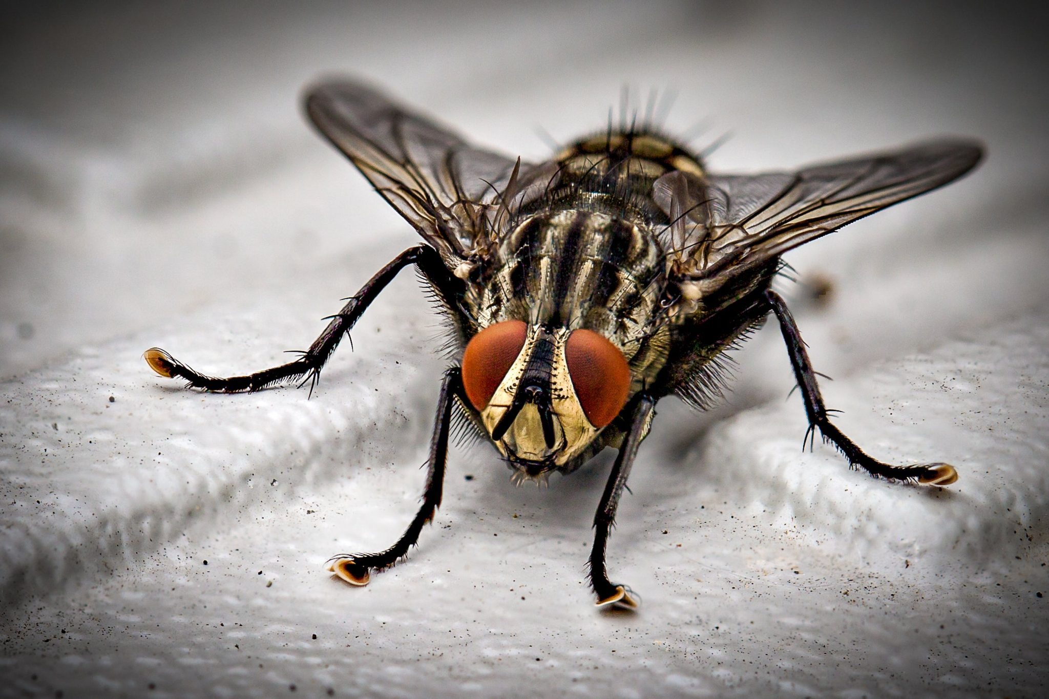 Methoden om ongedierte aan te pakken: voorkoming, herkenning en veilige bestrijding van insecten.